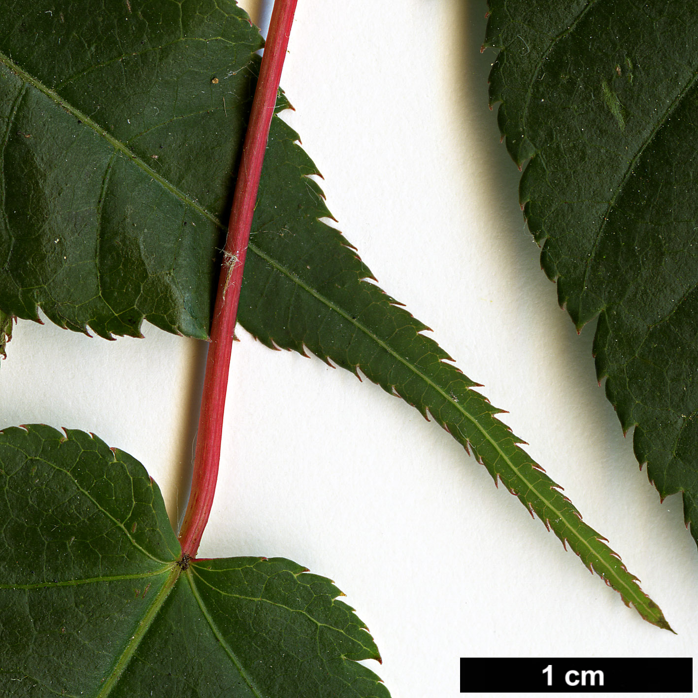 High resolution image: Family: Sapindaceae - Genus: Acer - Taxon: laxiflorum 